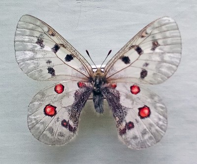 Parnassius phoebus interpositus, Female, A1/A1- (Russia: N. Yakutia)