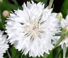 CORNFLOWER BACHELOR  S BUTTON WHITE Centaurea Cyanus - 5,000 Bulk Seeds