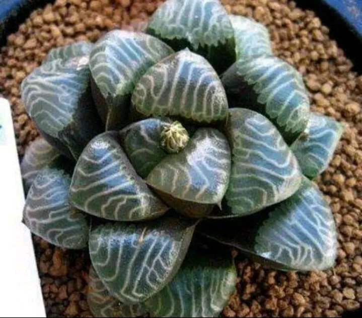 Haworthia bayeri 2, mature plant very well rooted Succulent
Opens in a new window or tab