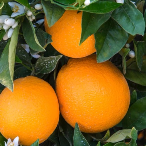 Glenn Navel Orange Grafted Plant Fruit Tree Tall 24 inchs - Picture 5 of 8