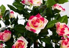 Bild 28 von 30