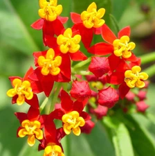 Milkweed TROPICAL Bloodflower Asclepias Monarch Butterfly Host Plant 100 Seeds