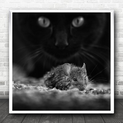 Stimmungsmaus Katze Tiere Tier Ratte Schnurrhaare Augen Angriff Beute quadratischer Druck