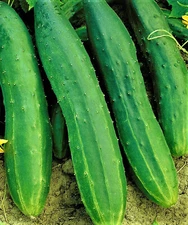 Straight Eight Cucumber Seeds 50 Seeds NON-GMO BUY 4 GET FREE SHIPPING