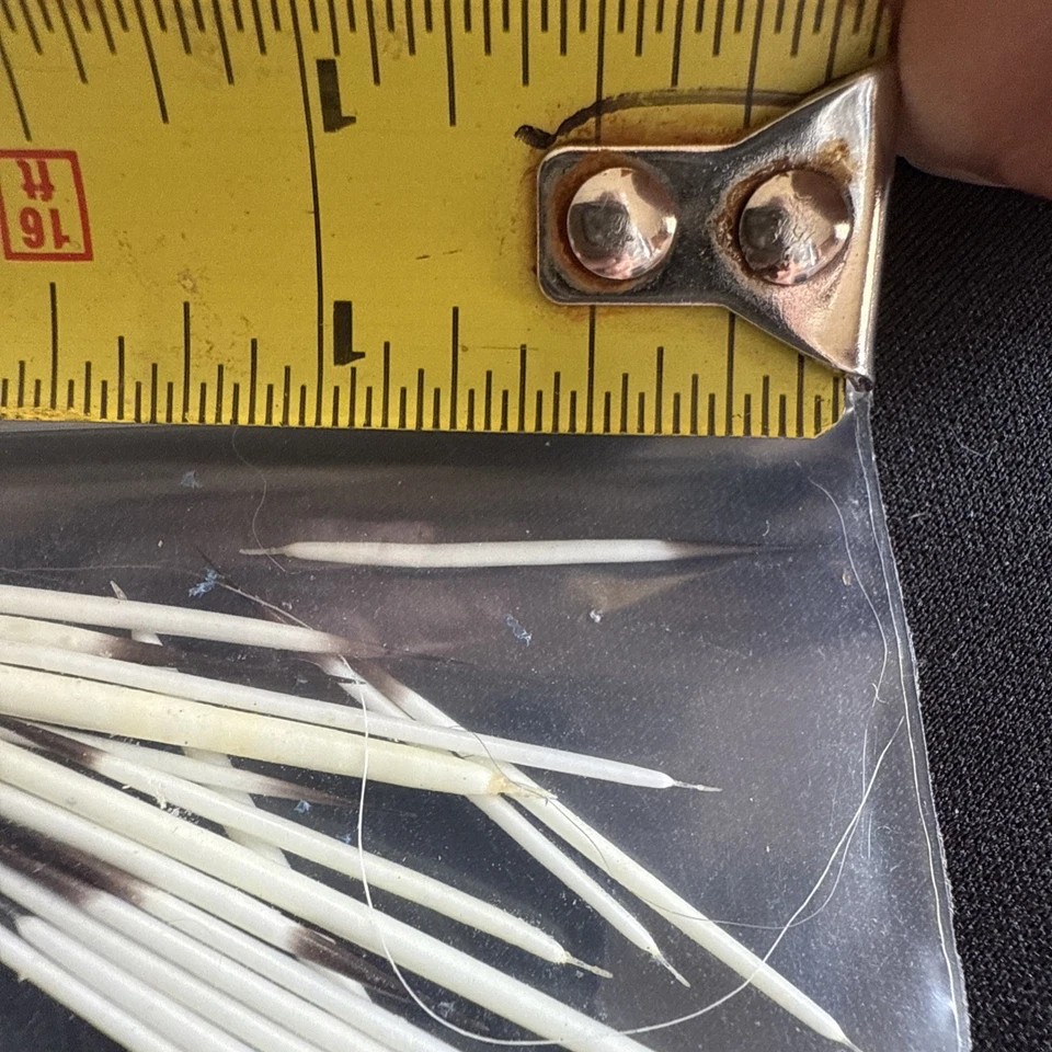 Plumas de puercoespín norteamericanas, 10 bolsas. 100 o más plumas por bolsa Foto 3 de 4