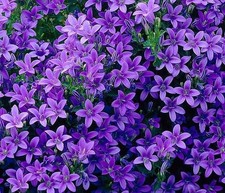Campanula 'Portenschlagiana' Sago (LARGE) Plug Plants Pack x6 