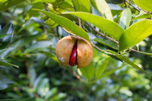 Myristica fragrans Nutmeg Tree 10 seeds | eBay