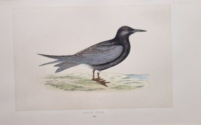 1855 ANTIQUE PRINT BLACK TERN British Birds Morris