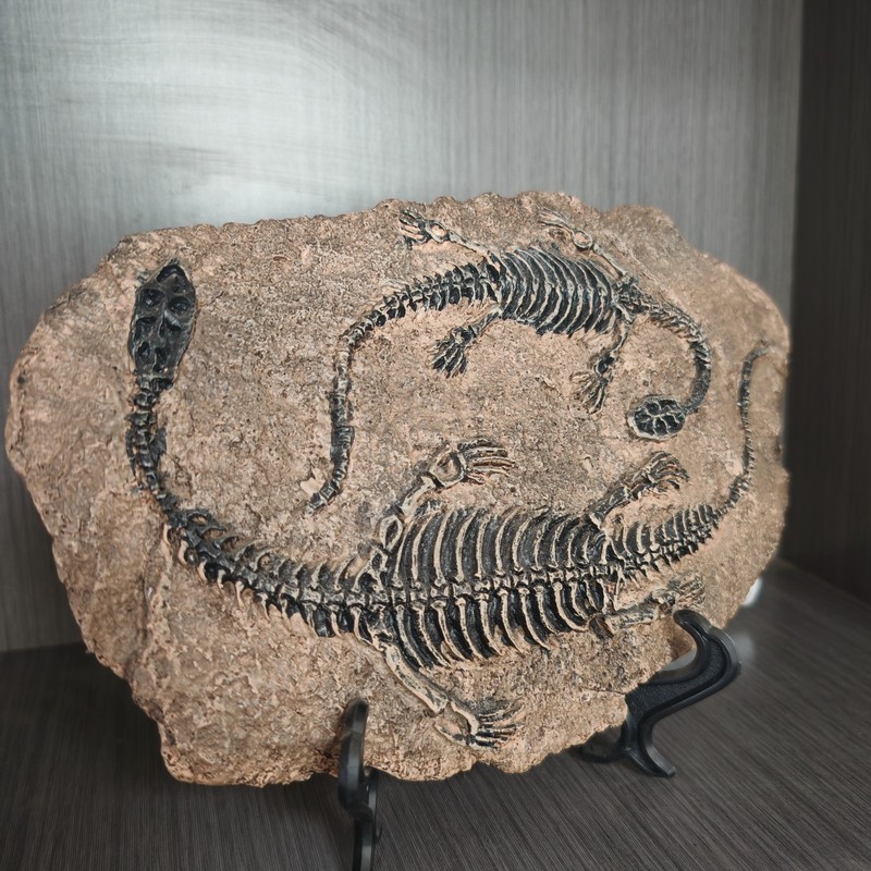 TOP! simulated Jurassic Cretaceous dinosaur skeletal fossil specimens 2.2LB