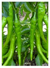 RARE✿ New! Turkish Heirloom Sera Demre Hot Chili Pepper 10+ Seeds ●Versatile