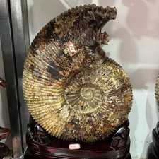 60.62lb Large Natural Ammonite Fossil Quartz Crystal Specimen Healing