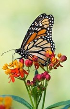 JOURNAL: BUTTERFLY ON FLOWERS: LINED JOURNAL, 120 PAGES, By Journals To Write In