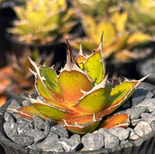 1pz La semina semi è preferibile per piccole dimensioni Agave americana 7cm WYSIWYG