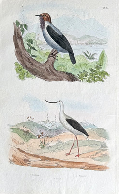 Guerin-Meneville 1833 #35 Hand-Colored Engraving BEARDED BELLBIRD Bird AVOCET