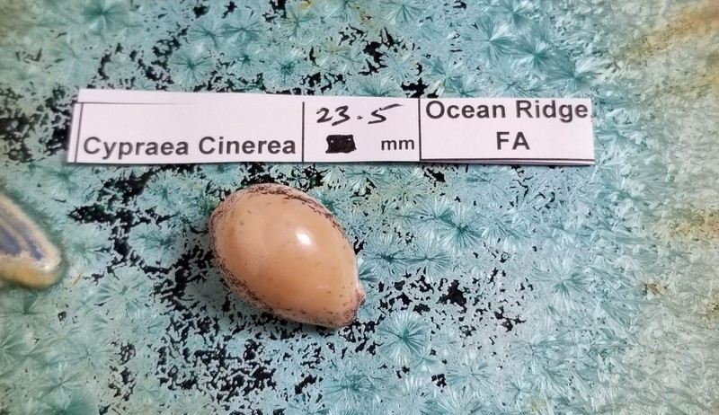 Cypraea Cinerea Shell Private Collection