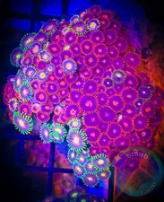 SAF~ 4.5x3 Inch Zoanthid Coral Colony, “WYSIWYG” Paly, Zoa, Zoanthid