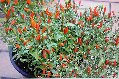 40 Samen Mini-Chili,Capsicum annum v. minimum,Bonsai #732 | eBay