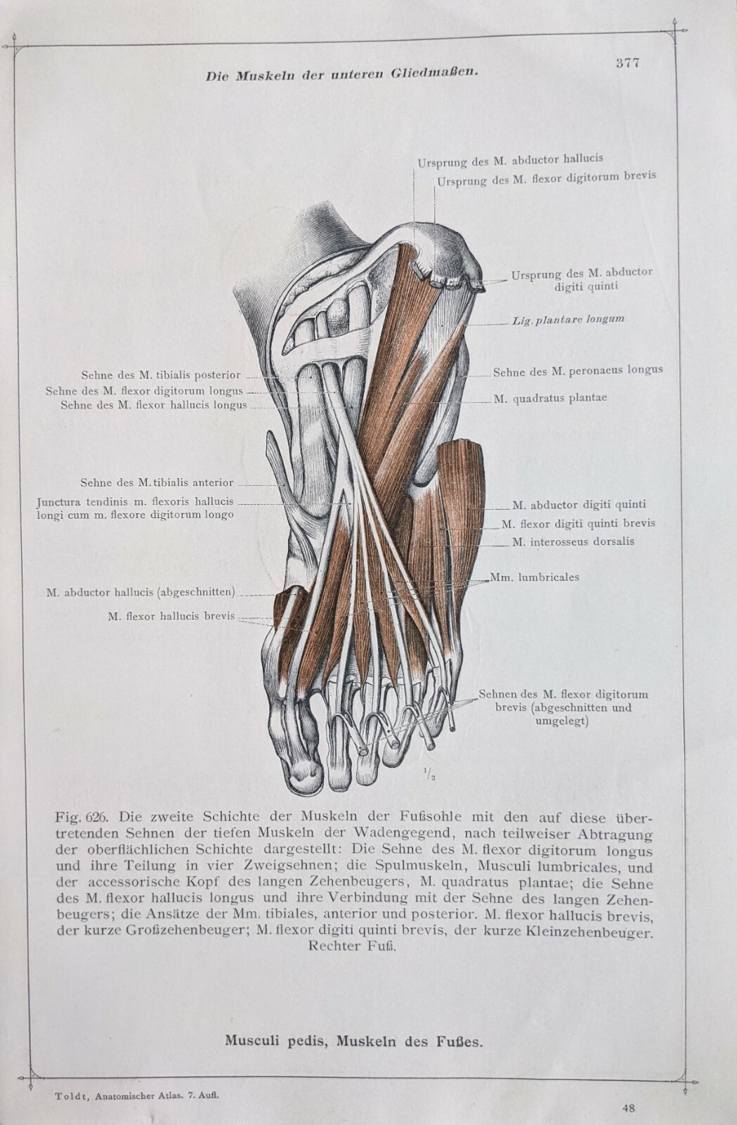 1911 Deutsche Anatomie Aufdruck Knochen Muscle Layers Fuß Zehen Untere