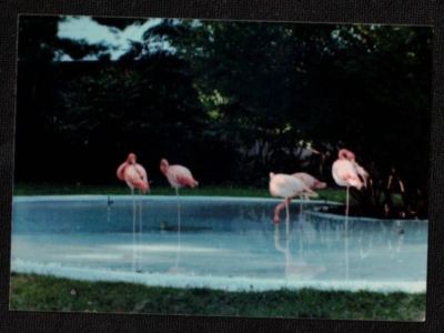 #ad Vintage Photograph Pink Flamingos Standing in Water at the Park $10.00