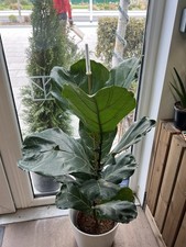 Ficus Lyrata (Fiddle Leaf Fig) – 17cm Pot – Approx. 95cm Tall