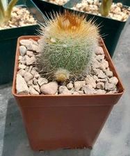 Parodia Scopa ssp. Bueneckeri Cactus Ships In A 4" Pot Blooms Yellow!