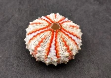 Deep Water Philippine Sea Urchin Coelopleurus (1 urchin approx. 0.75+ inch)