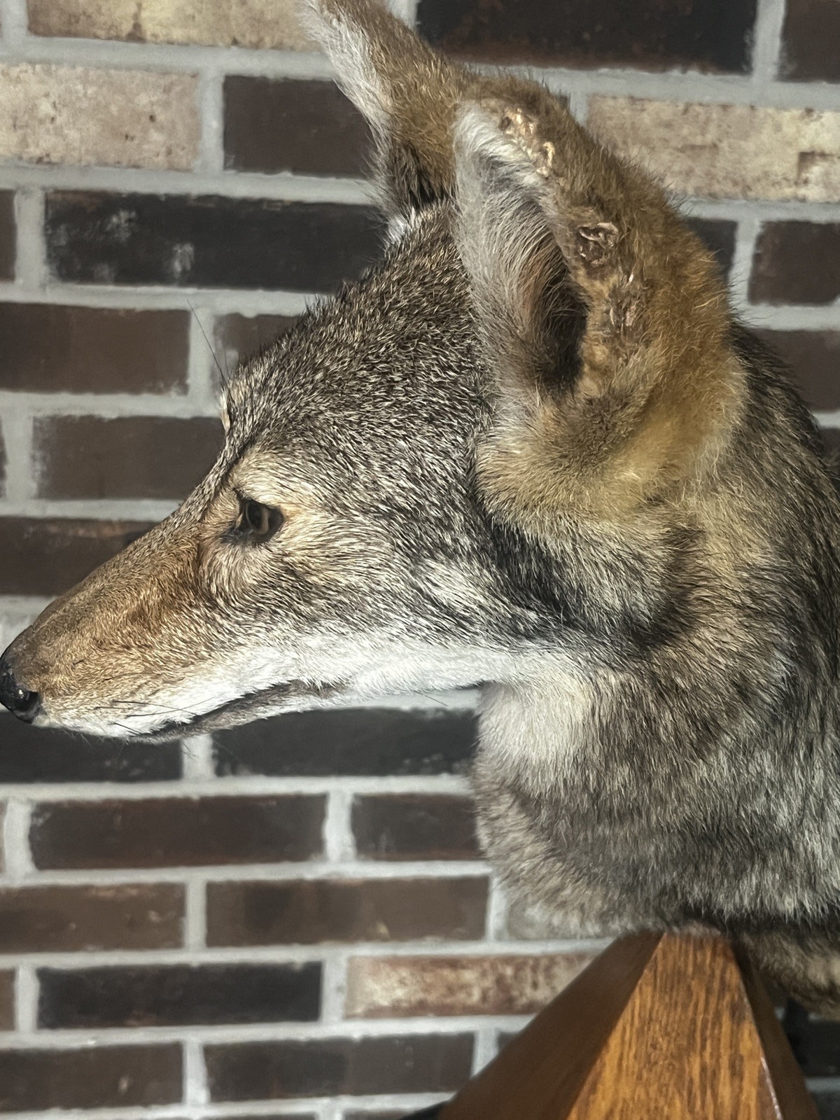 East Tennessee Coyote Taxidermy Shoulder Mount on Hardwood Base