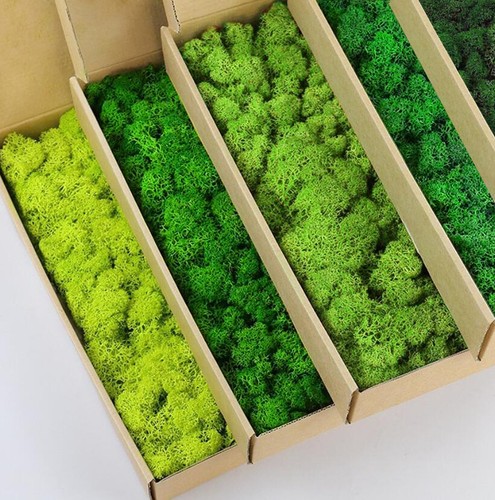 Preserved Reindeer Moss Natural Green DIY Kit Gardenning Art Wall Decor Flori... - Picture 2 of 2