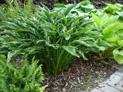 english lavender seeds Lavender Seeds