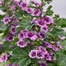 100 Seeds Zebra Mallow Soft Pink  Deep Maroon Striped Flowers Malva Sylvestris