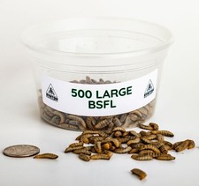 LARGE Black Soldier Fly Larvae Feeding-Grade 
