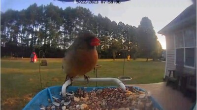 BIRD BUDDY Smart Bird Feeder With Camera In HD For Beautiful Close-ups And Unique Bird Watching - Foto 4