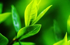Tea Tree Seeds for Planting - 12 Seeds of Camellia Sinensis Herb Seeds - Made in