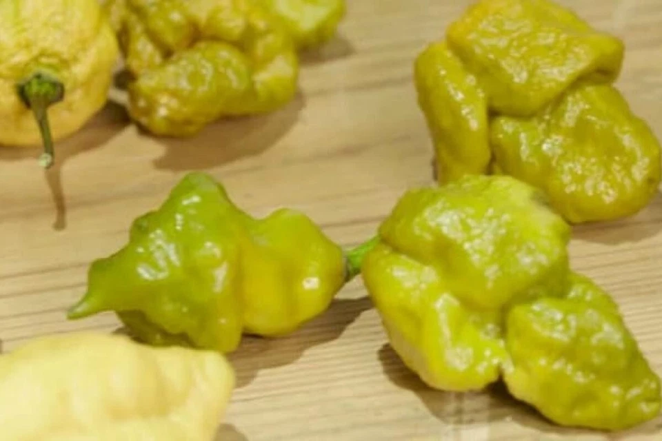 RARO 10+ semillas pimienta x de Fort Mill SC Oficial pimienta más caliente x del mundo Foto 4 de 4