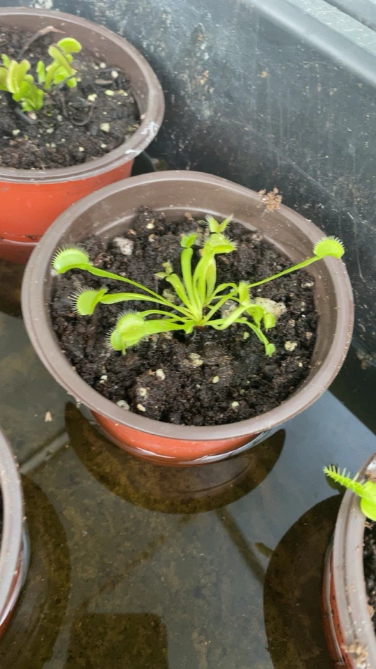 Typical Venus Fly Trap Plant Live Indoor Plant - Image 3 of 4