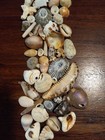 lot of HAWAIIAN SEA SHELLS and shell FRAGMENTS — photo 5