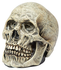 Ghoulish Productions Skull Human Halloween Decor Spooky Haunted House