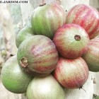 Plinia aureana "Branca Rajada" Watermelon Jaboticaba — photo 1