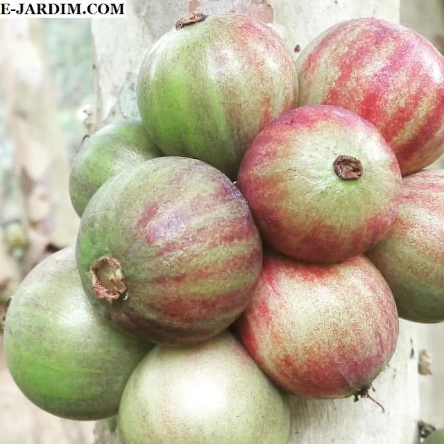 Plinia aureana "Branca Rajada" Watermelon Jaboticaba