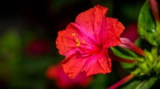 25 RED FOUR O'CLOCK SEEDS | SALE FREE SHIPPING NON GMO