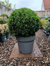 10 L XXL Buxus Ball  | Box Hedging | Evergreen Shrub | Easy Care Evergreen 