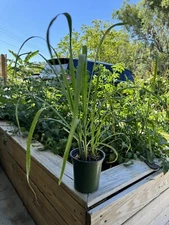 Fresh Organic Rooted Lemongrass (Cay Sa) Live Plant Ready Grow To Pot & Soil