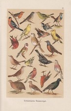 V&ouml;gel Singv&ouml;gel Pirol Drossel Stieglitz Star CHROMOLITHOGRAPHIE um 1900