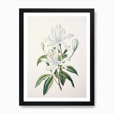 Geißblatt Blume Vintage Botanica gerahmtes Wandbild Poster Leinwanddruck Bild