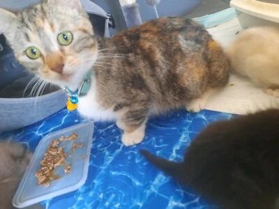 munchkin cat gumtree