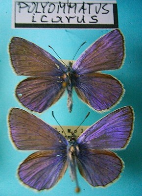 LYCAENIDAE POLYOMMATUS icarus, 2m, ex A