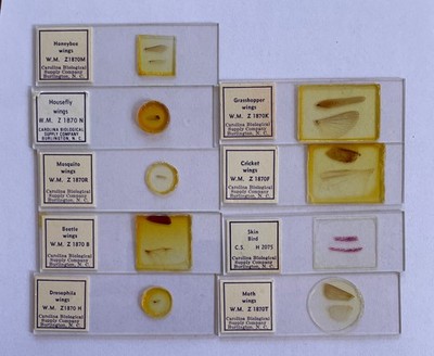 Slides Vintage Carolina Biological Supply Co Prepared Microscope Insect Wings