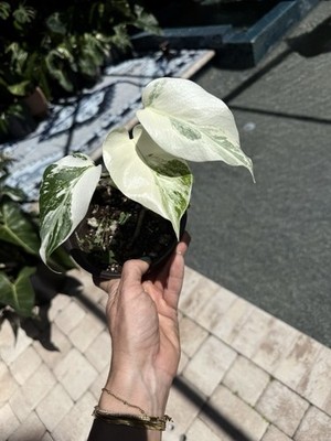 Monstera Albo Borsigiana Variegated Actual Plant Free Shipping | eBay