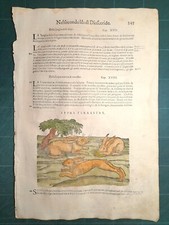 MATTIOLI MATTHIOLI Erbario a figure grandi originale del 1604 LEPRI