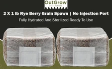 Sterilized Rye Berry Grain Spawn – (Two 1 lb Bags, No Injection Port)